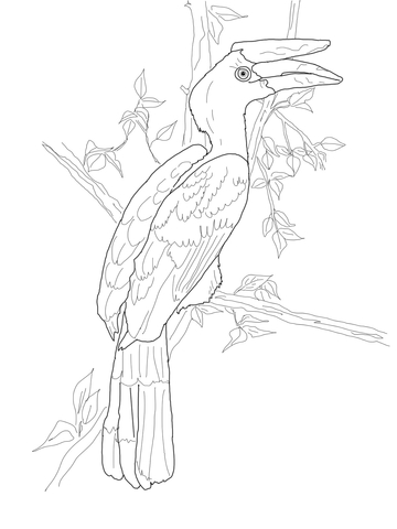 Perched Rhinoceros Hornbill Coloring Page